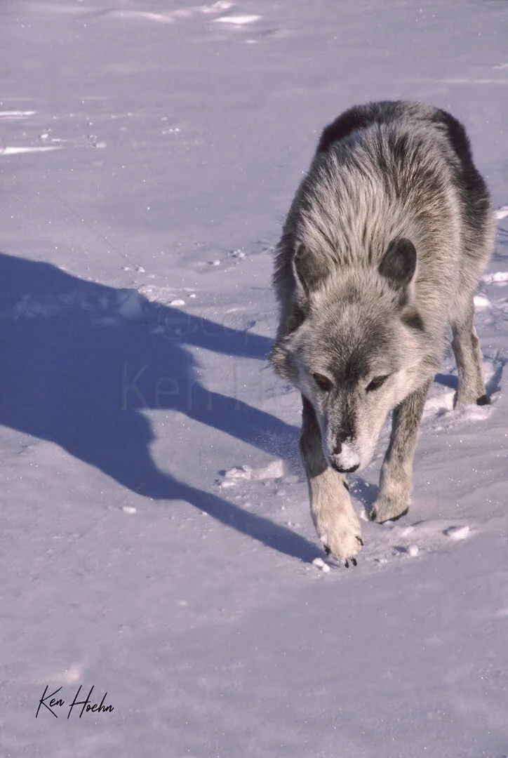 Gray Wolf Approach — The Ken Hoehn Gallery